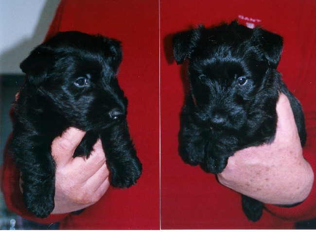 Our new  dogs  imported from Great Britain